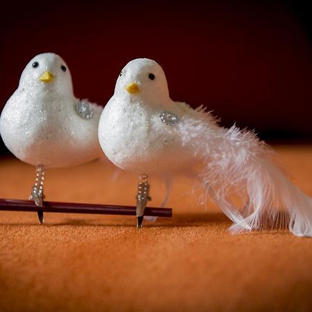 Two White Pigeons Ypres Quarto foto