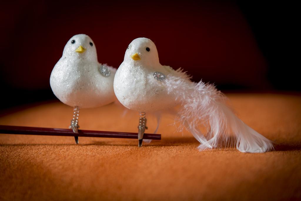 Two White Pigeons Ypres Quarto foto